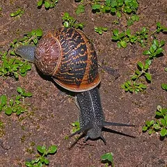Salyangoz İlaçlama